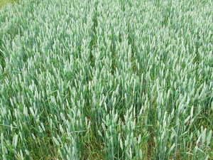 Winter wheat plough