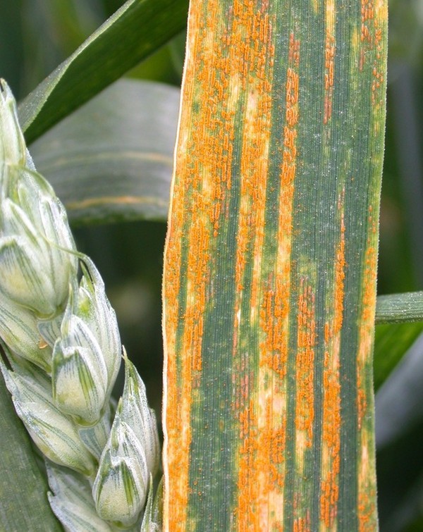 Yellow rust in wheat