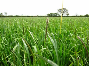 Blackgrass