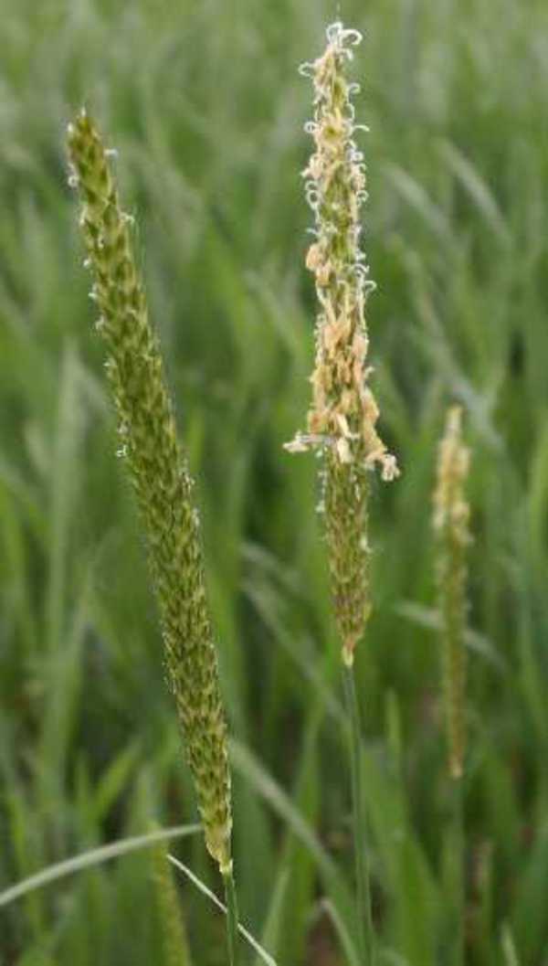 Flowering black-grass