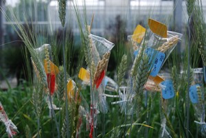 Crossing wheat programme