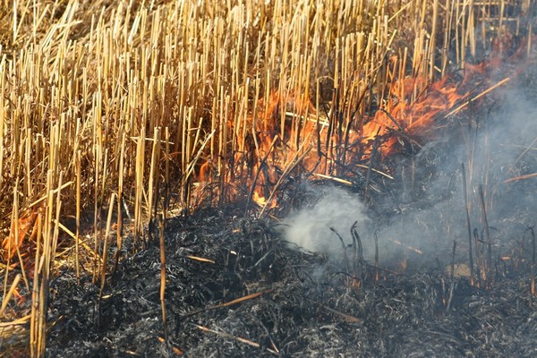 Burning straw stubble