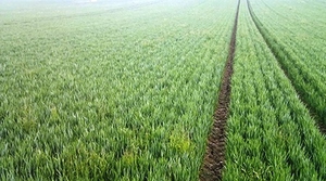 Tramline
