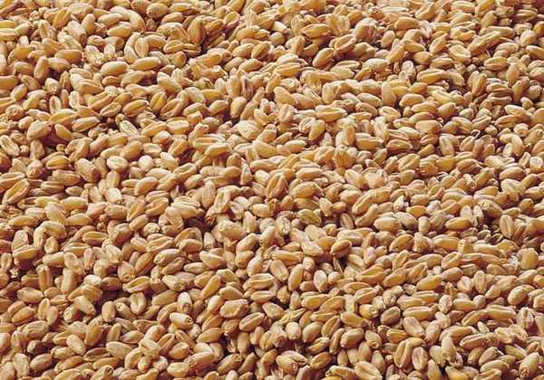 Wheat grain