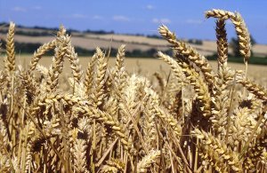 Jim Orson - Peak Wheat - NIAB blog