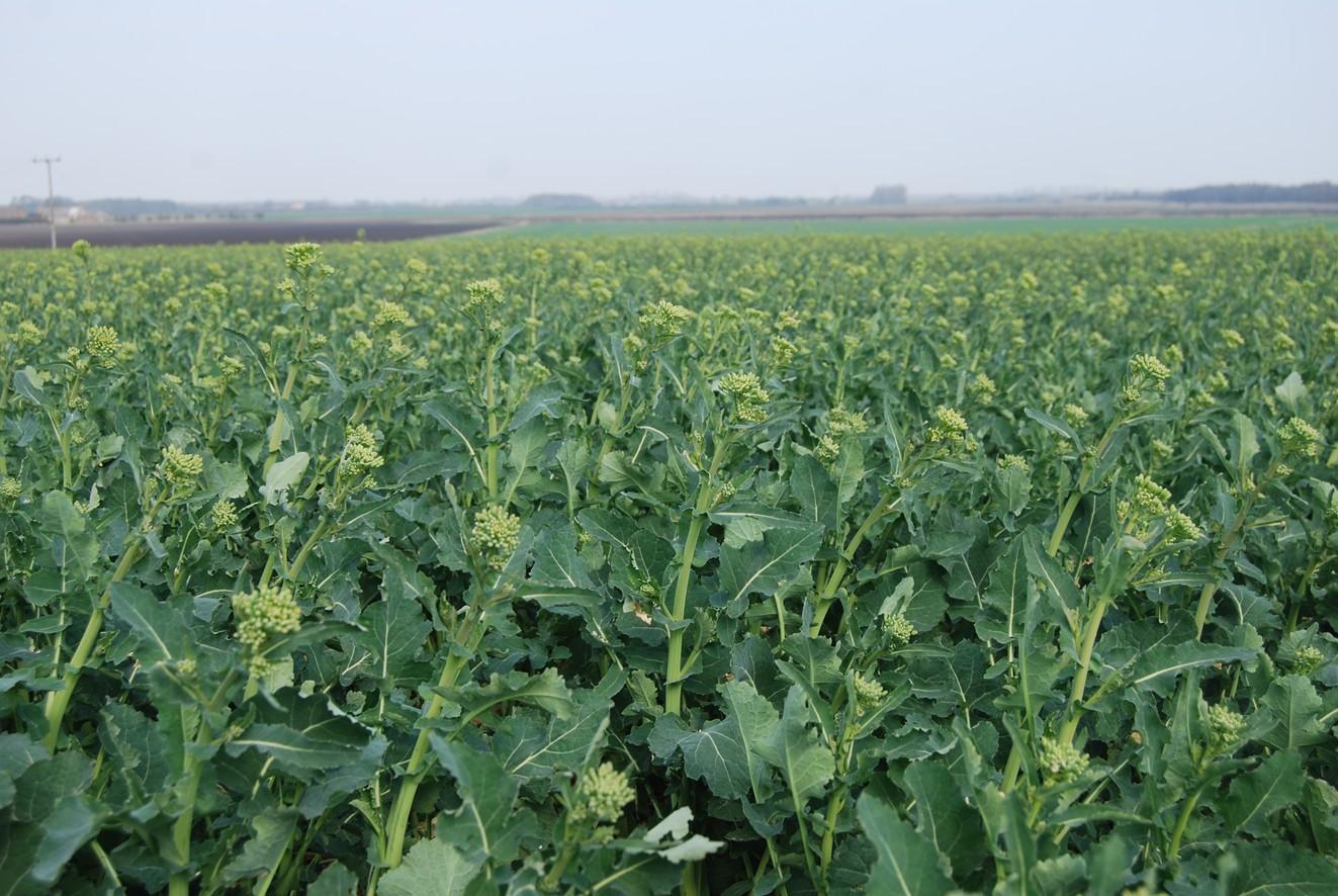 OSR canopy management